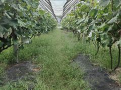 -马陆小张葡萄园农家乐