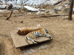 -大连森林动物园