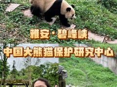 -中国大熊猫保护研究中心雅安碧峰峡基地