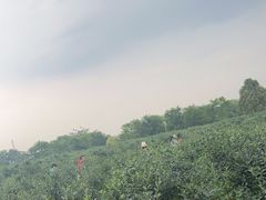 -金谷域澳洲庄园