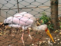 -正佳雨林生态植物园