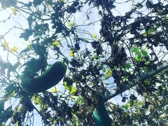 -马陆小张葡萄园农家乐