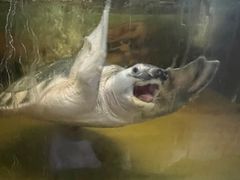 -上海大自然野生昆虫馆(东方明珠·爬宠昆虫探索中心)