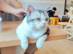 -有喵·猫咖·狗咖·30几只猫10只小狗(岗厦店)