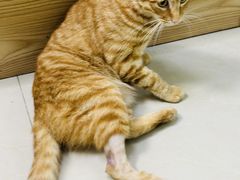 -艾贝尔宠物诊疗