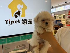 -翊宠yipet猫狗购宠庄园