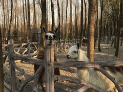 -昆山城市生态森林公园
