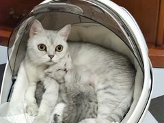 -乖乖宠物医院·猫科·急重症中心(车站北路分院)