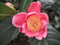 -金花茶公园