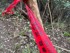 -素山寺森林公园