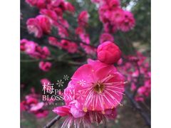 -望海·帆船主题咖啡厅•品茗下午茶(石湖景区店)