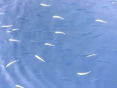 -鲁山国家森林公园