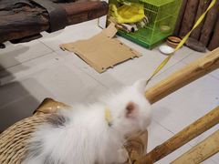 嫩肉片-仪表厂火锅(总店)