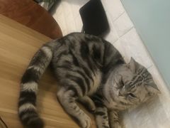 -平行世界·猫咖(首经贸店)