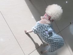 -美联众合动物医院·24h京西诊疗中心
