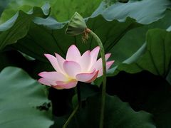 -荔湾湖公园