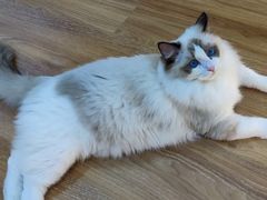 -COLOR PETS 撸猫馆·购猫·猫咖(长风大悦城店)