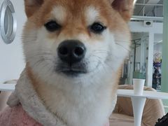 -怪兽屋·羊驼·猫咖·狗咖(俊华广场店)