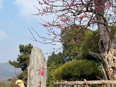 -梅花山(明孝陵内)