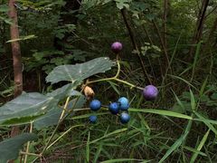 -北京西山国家森林公园