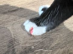 -宠颐生猫科·内科皮肤科(西平世纪城店)