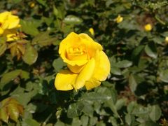 -人民公园(罗湖区)