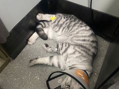-伟伟宠物医院·瑞派猫友好医院·猫科(光谷店)