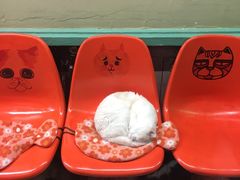 -猫咪博物馆(顶澳仔猫街店)