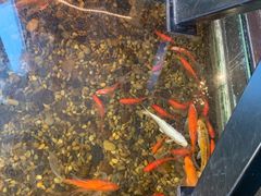 -颐和•海鲜砂锅粥•啫啫煲(奥林匹克广场店)