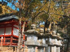 -奈良公园