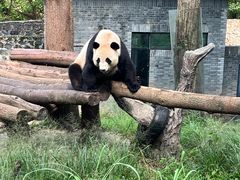 -都江堰中华大熊猫苑