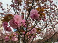 -高东镇樱花园