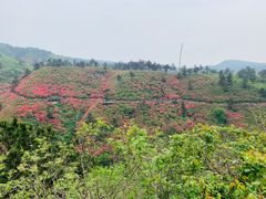 -木兰云雾山
