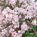 🌸樱花都开好了🌸