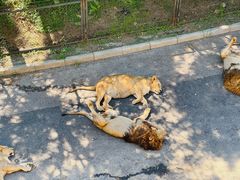 -大连森林动物园