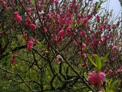 -南汇桃花村