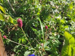 -白草畔自然风景区