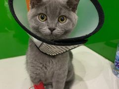 -瑞鹏瑞爱宠物医院·全科·猫科·血液透析中心(龙头寺店)