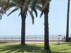 -野狸岛
