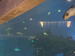 -海棠湾洲际-涛·海底餐厅·美人鱼·自助餐·海底隧道