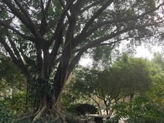 -金花茶公园