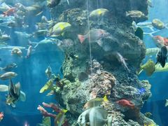 -芜湖新华联大白鲸海洋公园