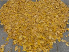 -两江幸福广场
