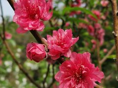 -广州市白云山风景名胜区