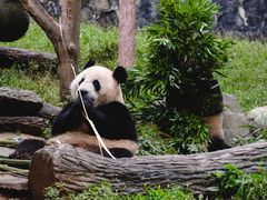 -都江堰中华大熊猫苑