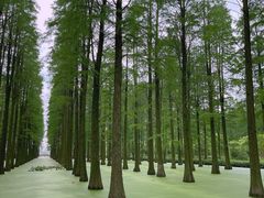 -渌洋湖湿地公园