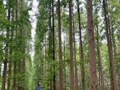 -黄海国家森林公园