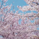 魔都樱花季🌸秒速五厘米的浪漫！