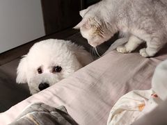 -帕帕拉兹宠物(亚洲旗舰店)