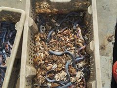 渔民出售的海产品-东疆建设开发纪念公园